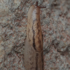 Šiltnaminis šliaužlys - Ambigolimax valentianus | Fotografas Gintautas Steiblys