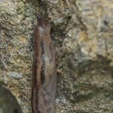 Šiltnaminis šliaužlys - Ambigolimax valentianus | Fotografas Gintautas Steiblys