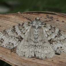 Žievėsprindis - Ascotis fortunata | Fotografas Gintautas Steiblys