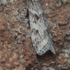 Eudonija - Eudonia angustea | Fotografas Gintautas Steiblys
