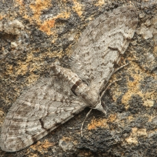 Sprindytis - Eupithecia rosai | Fotografas Gintautas Steiblys
