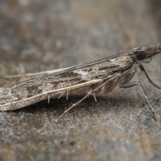 Eudonija - Eudonia angustea | Fotografas Gintautas Steiblys