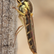 Žiedmusė - Sphaerophoria scripta ♀ | Fotografas Gintautas Steiblys