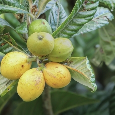 Japoninė lokva - Eriobotrya japonica | Fotografas Gintautas Steiblys