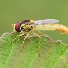 Žiedmusė - Sphaerophoria scripta ♂ | Fotografas Gintautas Steiblys
