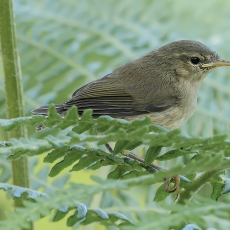 Kanarinė pečialinda - Phylloscopus canariensis, juv. | Fotografas Gintautas Steiblys