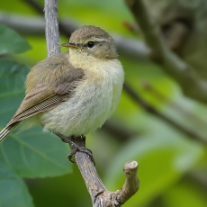 Kanarinė pečialinda - Phylloscopus canariensis | Fotografas Gintautas Steiblys