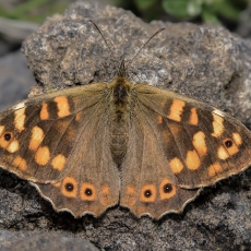 Kanarinis margasis satyras - Pararge xiphioides | Fotografas Gintautas Steiblys