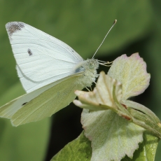Ropinis baltukas - Pieris rapae | Fotografas Gintautas Steiblys