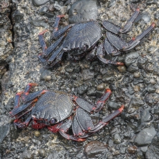 Vyšniniai naguotieji krabai - Grapsus adscensionis | Fotografas Gintautas Steiblys