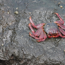 Vyšninis naguotasis krabas - Grapsus adscensionis | Fotografas Gintautas Steiblys