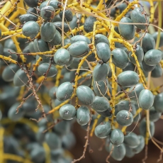 Kininė livistona - Livistona chinensis | Fotografas Gintautas Steiblys