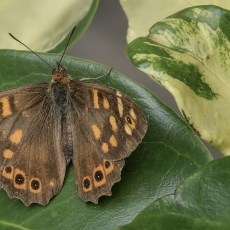 Kanarinis margasis satyras - Pararge xiphioides | Fotografas Gintautas Steiblys
