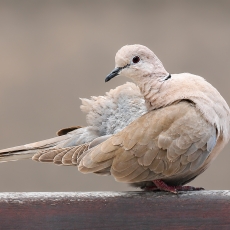 Pietinis purplelis - Streptopelia decaocto | Fotografas Gintautas Steiblys