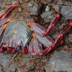 Vyšninis naguotasis krabas - Grapsus adscensionis | Fotografas Gintautas Steiblys