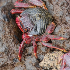 Vyšninis naguotasis krabas - Grapsus adscensionis | Fotografas Gintautas Steiblys