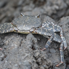 Vyšninis naguotasis krabas - Grapsus adscensionis | Fotografas Gintautas Steiblys