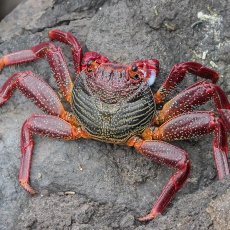 Vyšninis naguotasis krabas - Grapsus adscensionis| Fotografas Gintautas Steiblys