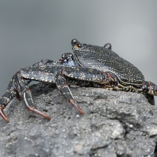 Vyšninis naguotasis krabas - Grapsus adscensionis | Fotografas Gintautas Steiblys