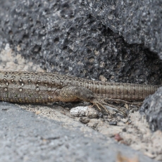Vakarinis kanarinis driežas - Gallotia galloti ♀ | Fotografas Gintautas Steiblys