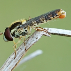 Žiedmusė - Sphaerophoria scripta ♂ | Fotografas Gintautas Steiblys