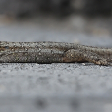 Vakarinis kanarinis driežas - Gallotia galloti | Fotografas Gintautas Steiblys