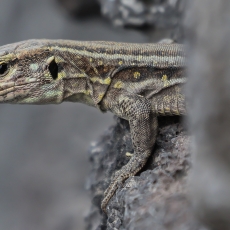 Vakarinis kanarinis driežas - Gallotia galloti ♀ | Fotografas Gintautas Steiblys