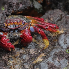 Vyšninis naguotasis krabas - Grapsus adscensionis | Fotografas Gintautas Steiblys