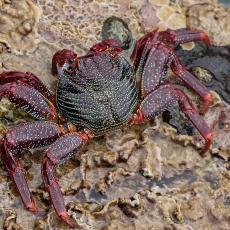 Vyšninis naguotasis krabas - Grapsus adscensionis | Fotografas Gintautas Steiblys