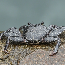 Vyšninis naguotasis krabas - Grapsus adscensionis | Fotografas Gintautas Steiblys