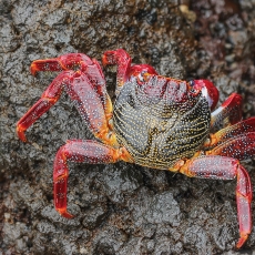 Vyšninis naguotasis krabas - Grapsus adscensionis | Fotografas Gintautas Steiblys