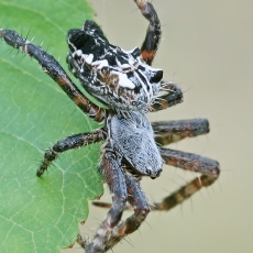 Kryžiuotis - Cyrtophora citricola | Fotografas Gintautas Steiblys