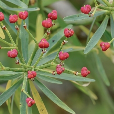 Lamarko karpažolė - Euphorbia lamarckii | Fotografas Gintautas Steiblys