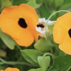 Sparnuotoji turnbergija - Thunbergia alata | Fotografas Gintautas Steiblys