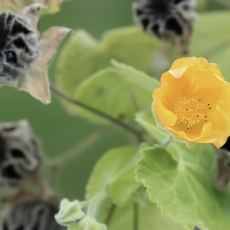 Galenis - Abutilon grandifolium | Fotografas Gintautas Steiblys