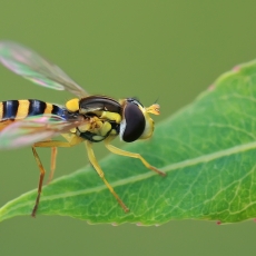 Žiedmusė - Sphaerophoria scripta | Fotografas Gintautas Steiblys