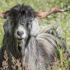 Šiaurės Tenerifės ožka - Capra hircus "Cabra Tinerfeña del Norte" ♂ | Fotografas Gintautas Steiblys