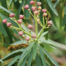 Lamarko karpažolė - Euphorbia lamarckii | Fotografas Gintautas Steiblys