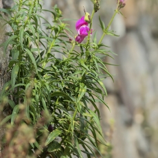 Didysis žioveinis - Antirrhinum majus | Fotografas Gintautas Steiblys