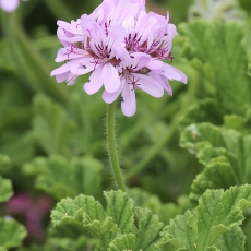 Malonioji pelargonija - Pelargonium graveolens | Fotografas Gintautas Steiblys