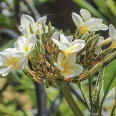 Baltažiedis raudonasis jostras - Plumeria rubra var. acutifolia | Fotografas Gintautas Steiblys