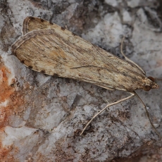 Keliaujantysis plačiasparnis ugniukas - Nomophila noctuella | Fotografas Gintautas Steiblys