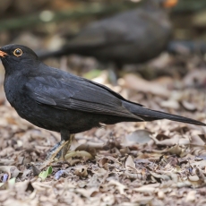 Juodasis strazdas - Turdus merula ♂ | Fotografas Gintautas Steiblys