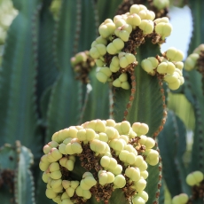 Žvakidinė karpažolė - Euphorbia ingens | Fotografas Gintautas Steiblys