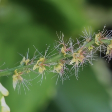 Margoji labravenė - Acalypha wilkesiana 'Hoffmannii' | Fotografas Gintautas Steiblys