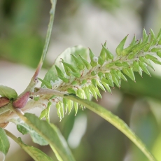 Kanarinis gluosnis - Salix canariensis | Fotografas Gintautas Steiblys