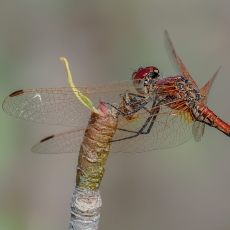 Skėtė - Trithemis arteriosa ♂ | Fotografas Gintautas Steiblys
