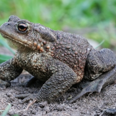 Pilkoji rupūžė - Bufo bufo | Fotografas Gintautas Steiblys