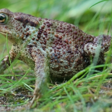 Pilkoji rupūžė - Bufo bufo | Fotografas Gintautas Steiblys