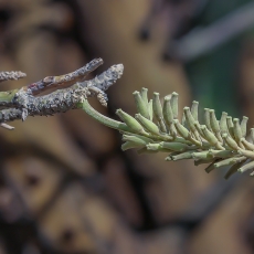 Havajinė raudūnė - Erythrina sandwicensis | Fotografas Gintautas Steiblys